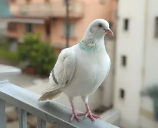 Göyərçinlər